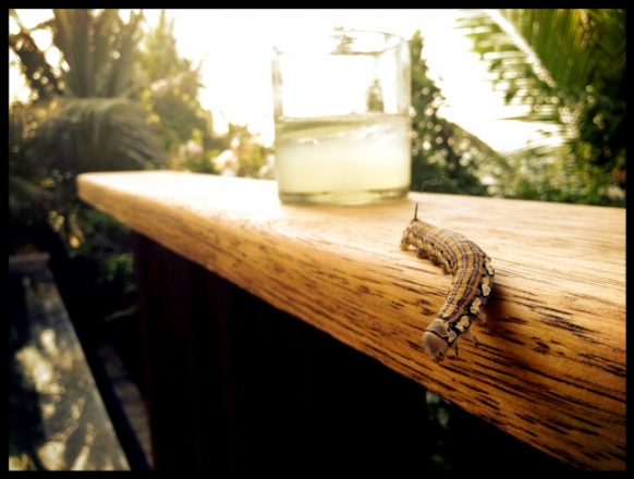 Caterpillar Cocktail Hour