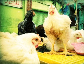 Chickens at the market