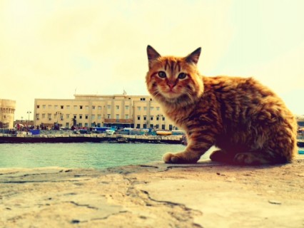 Egyptian cat at the Citadel in Alexandria