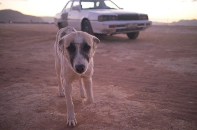 Wadi Rum dog