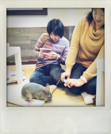 Bunnies + smartphones = photo shoot
