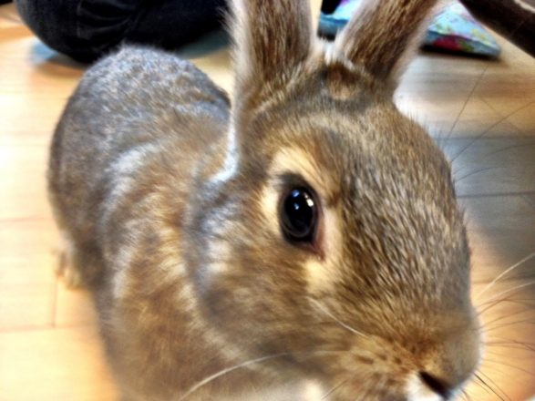 Bunny for Hire at R.A.G.F. Cafe Harajuku