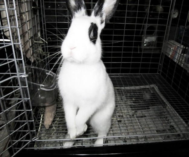 Mai's pet rabbit photo