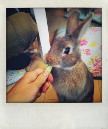 Rabbit member of the staff
