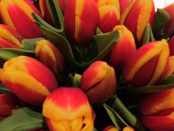 Tulips in Amstel Intercontinental, mobile photography