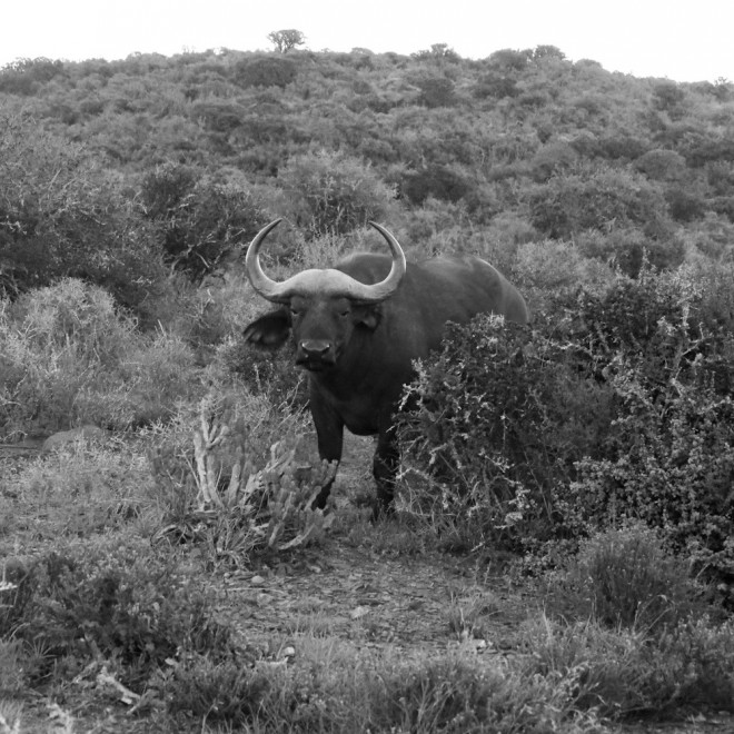 Cape Buffalo- One of the Big Five game animals