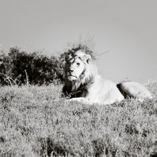 Lion on safari