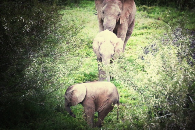 A trip of elephants