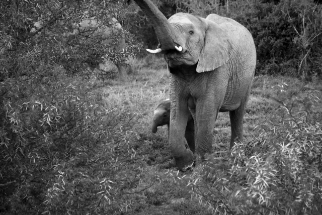 Baby elephants in black & white