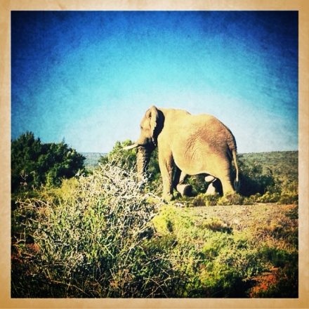 Bull elephant eating