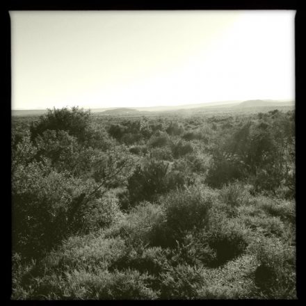 I used Hipstamatic to get some shots of the varied terrain of Kwandwe