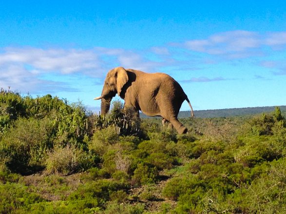 Elephant walking