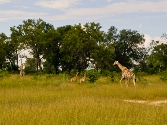 Giraffes Botswana