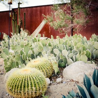 Mojave Sands - cactus garden
