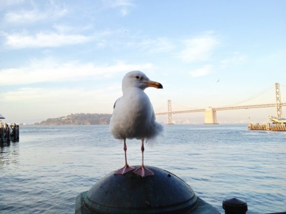 Seagull Profile with bay bridge