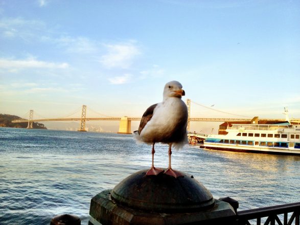 Seagull looking forward