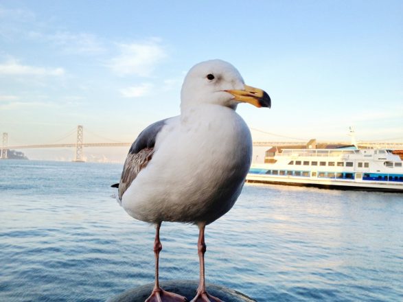 Seagull. I shot the image below with ProCamera app