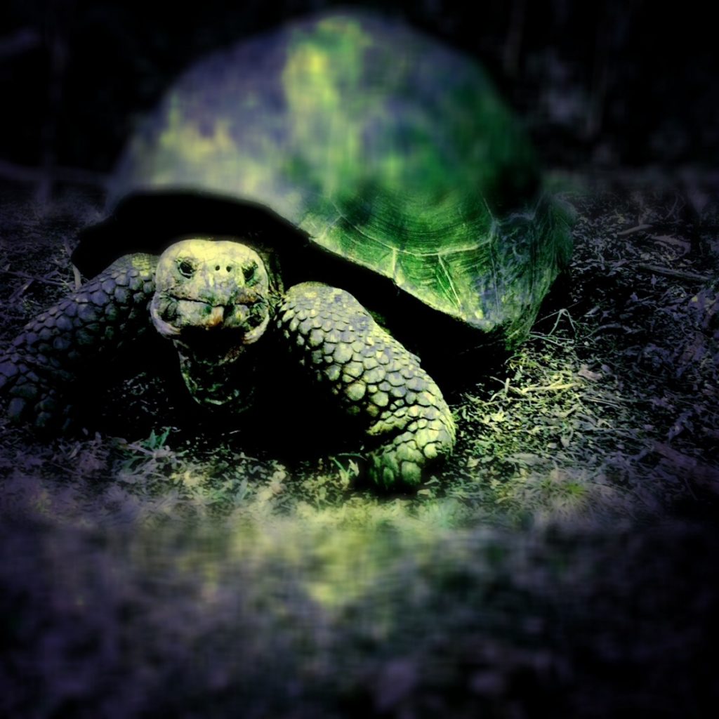 Giant turtle Floriana Island Galapagos Ecuador, iPhone image