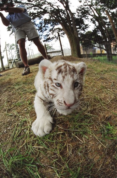  An 8 week old baby white tiger cub at Zion Sanctuary in New Zealand