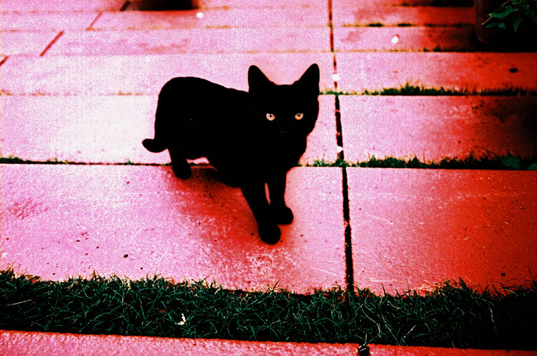  Black cat at The Delano On South Beach