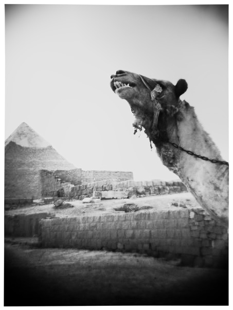  Camel with an underbite Giza, Egypt