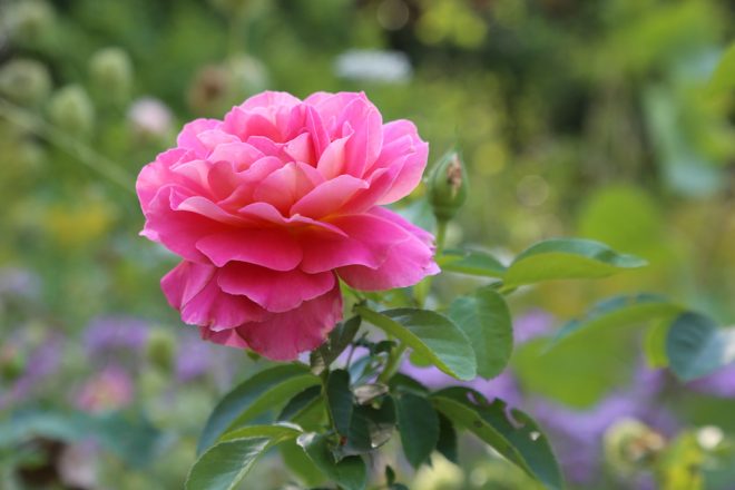 Los Pablanos rose greely garden in bloom