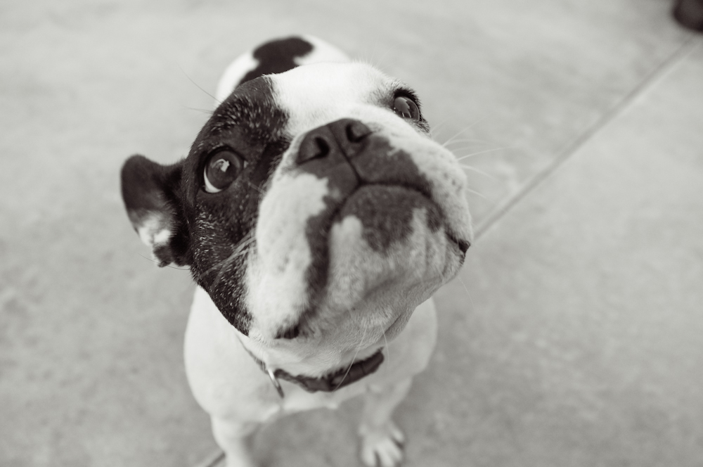  Up close with a French bulldog in Los Angeles
