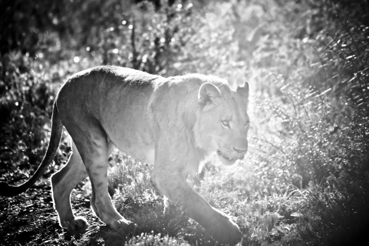  Young Male Lion at Kwandwe