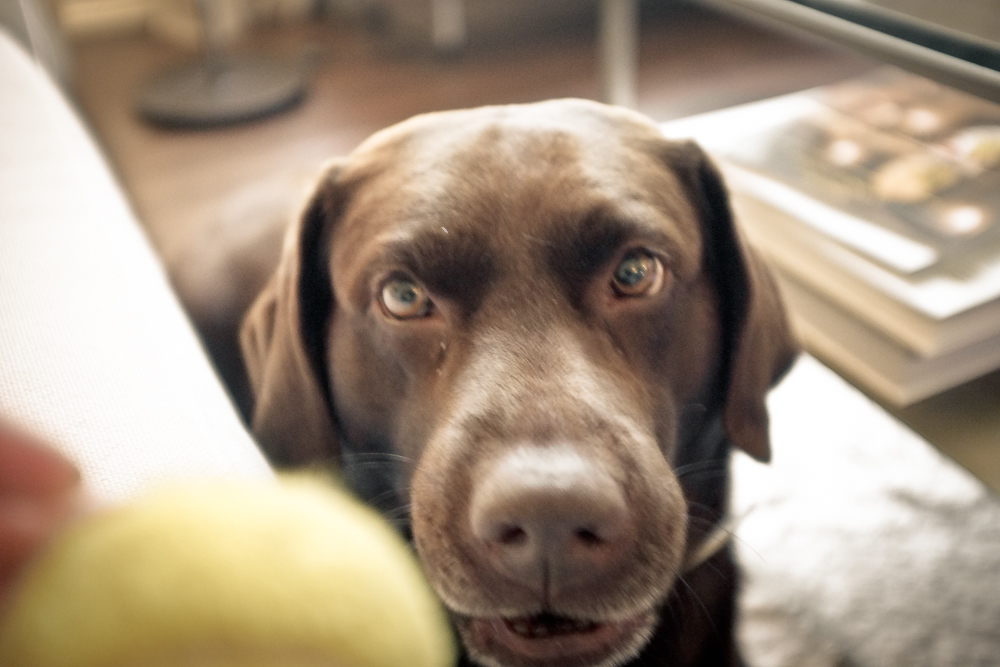 While trying to play with Marron, the chocolate lab, in Malmo, Sweden I realized that the dog did not understand English (unlike most Swedes) but did understand the universal pleasing nature of "fetch." 