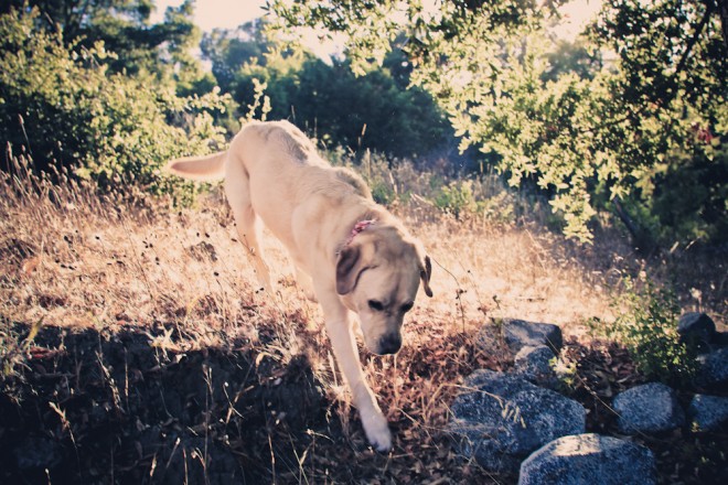 Sniffing around the woods at Big Sur