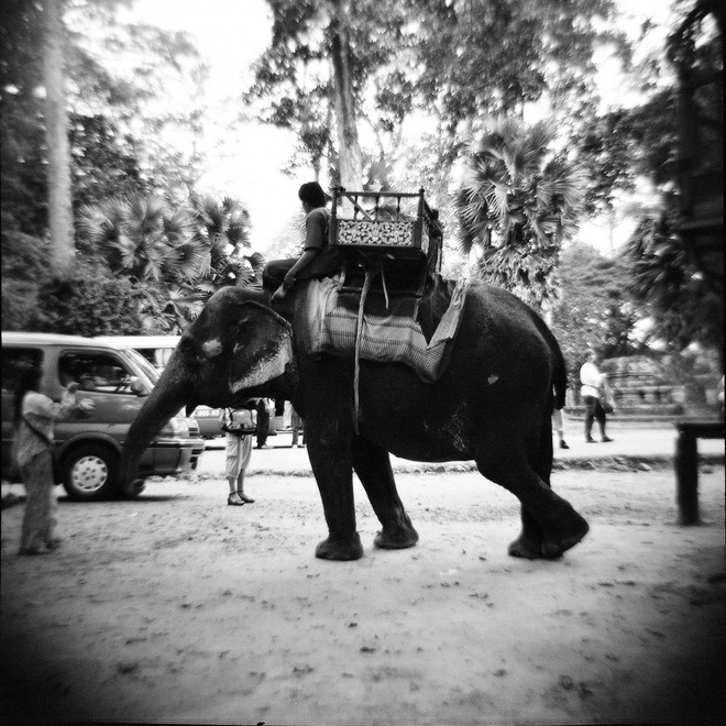  Elephant Taxi