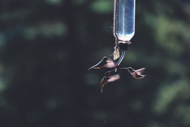 Hummingbird smackdown at the feeder