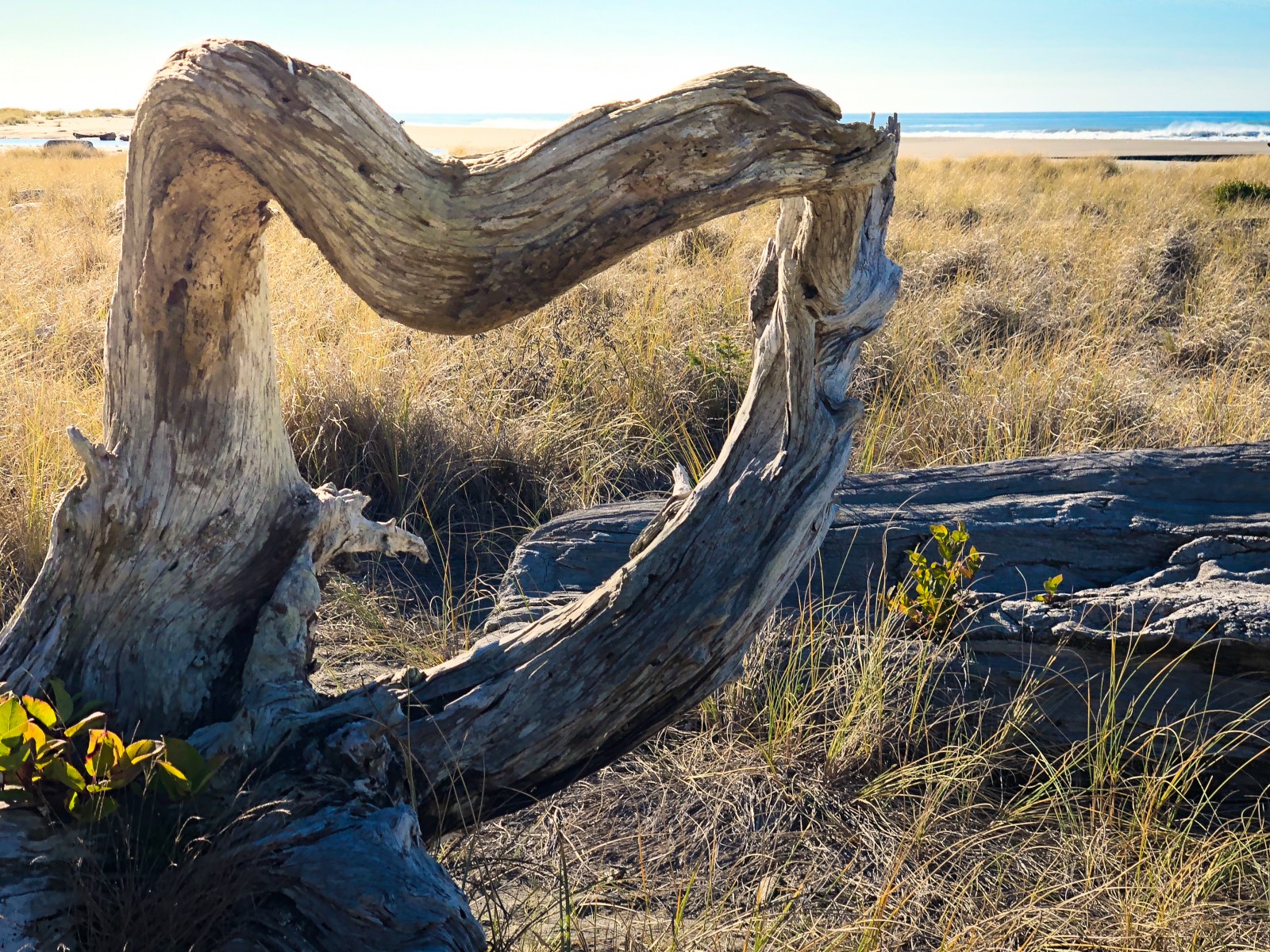 prairie-creek-redwood-state-park-img_2181