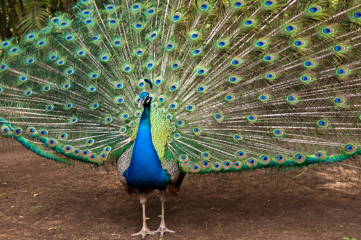 Peacock – My Life's A Trip
