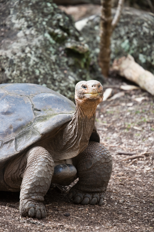 A Tribute to Lonesome George, Galapagos Icon - My Life's A Trip