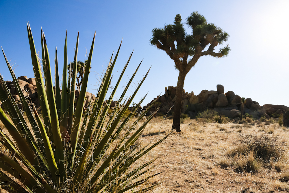 The joshua tree picture