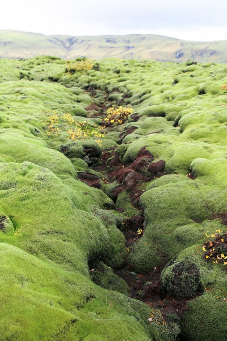 Exploring the Eldhraun Lava Field in Iceland - My Life's A Trip