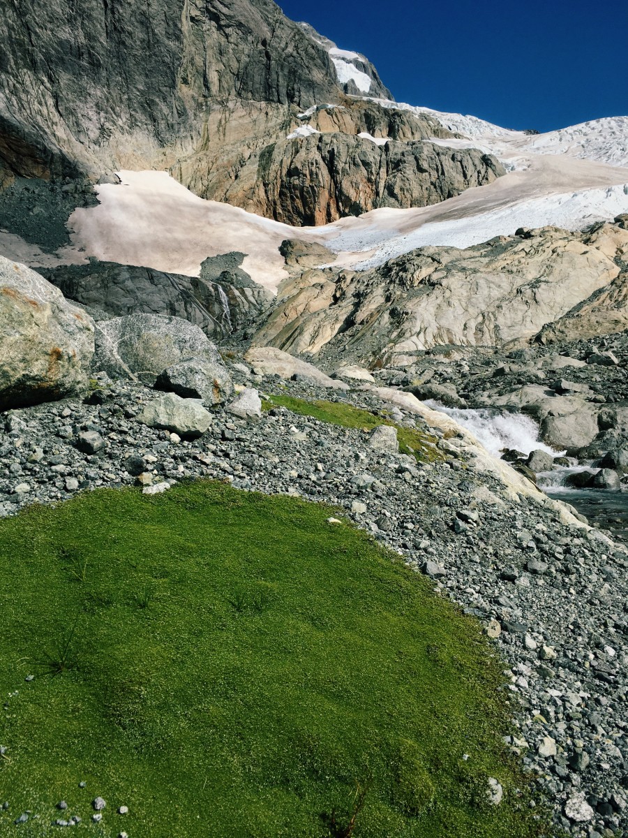 Moss, rocks, and glacier