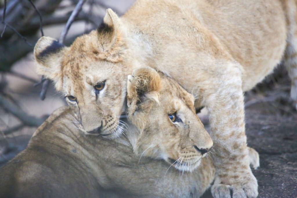 Writing photography essay picture