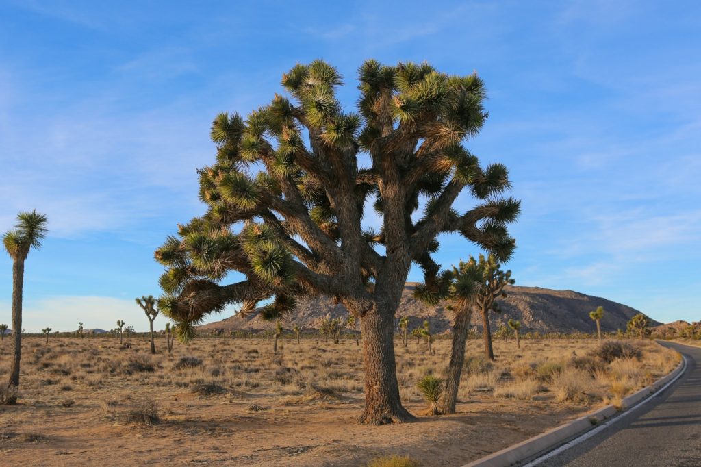 Exploring Southern California: Sunrise at Joshua Tree National Park