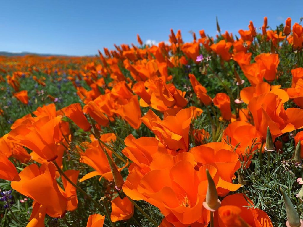 Exploring Southern California: Antelope Valley Poppy ...